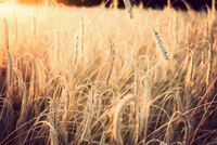 Sunset in the fields Sunset in the fields